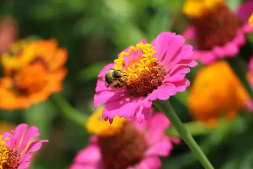 Biene auf Blume