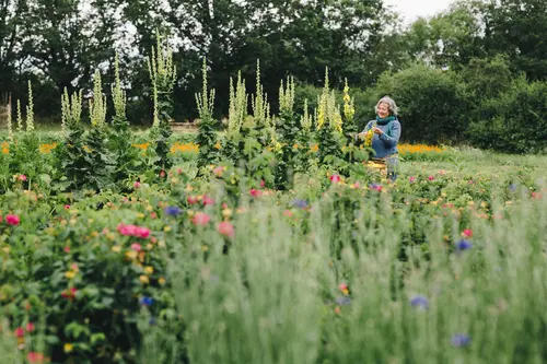 Frau arbeitet im Blumenfeld