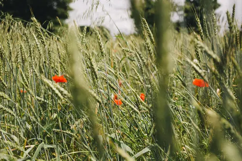 Feld mit Mohnblumen