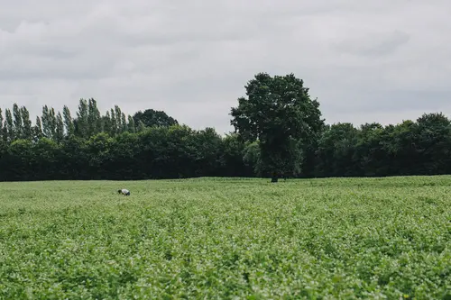 Landwirt auf Feld