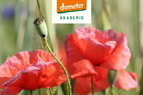 Demeter Akademie Logo