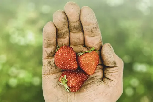 Eine Hand hält Himbeeren