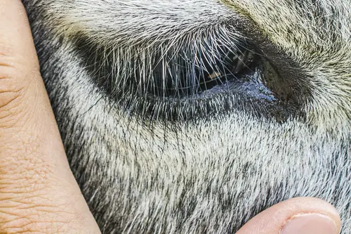 Hand streichelt einen Kuhkopf