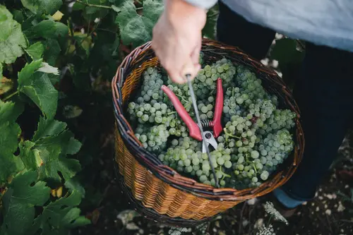 Hand trägt Korb mit Trauben durch den Weinberg