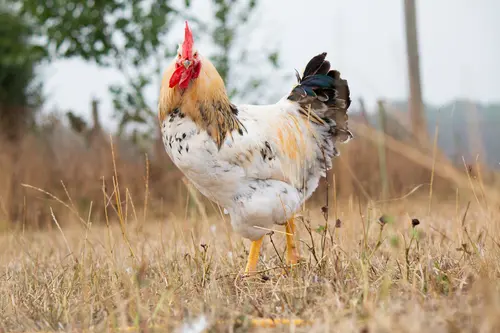 Zweinutzungshahn der Rasse Cream der Ökologischen Tierzucht