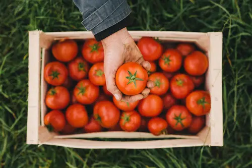 Hand hält eine Tomate über einer Kiste voller Tomaten