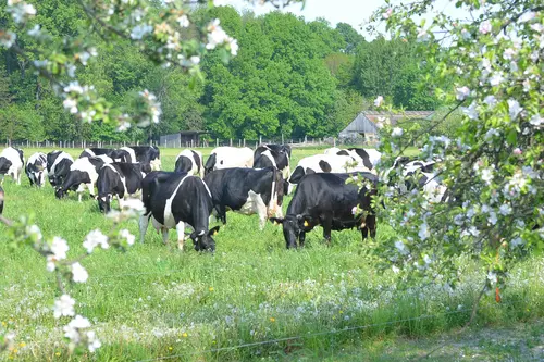 Kühe auf Wiese mit blühenden Obstbäumen