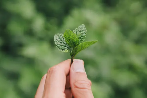 Hand hält Minzblatt