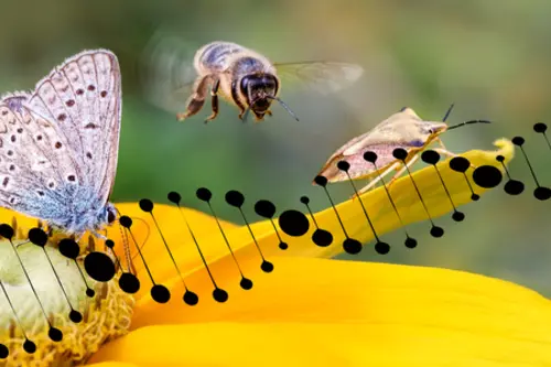 Biene und Schmetterling auf Blüte, Illustration Genstrang