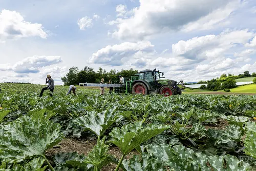 Arbeiter:innen auf dem Feld