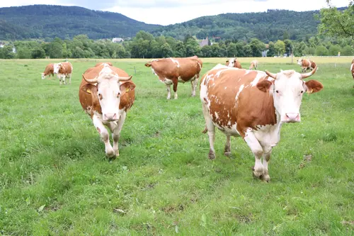 mehrere Kühe auf der Weide