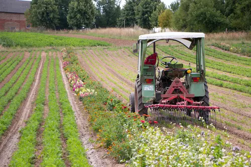 Traktor auf Feld