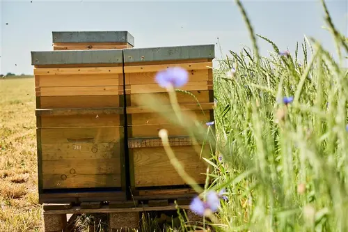 Bienenkasten auf Feld