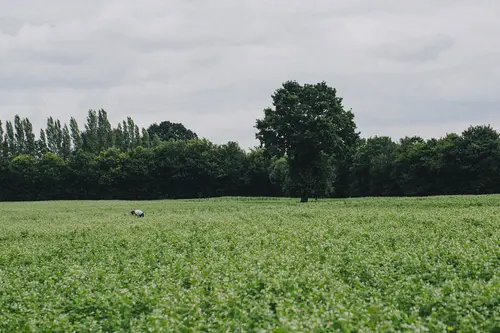 Person auf dem Feld