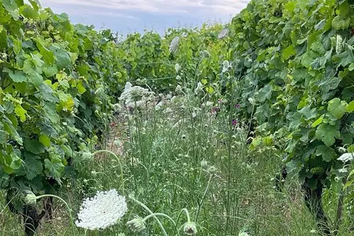 Humusaufbau im Weinberg